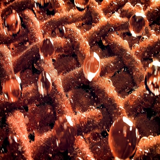 CELLULASE ENZYME full-image